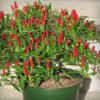 Chili