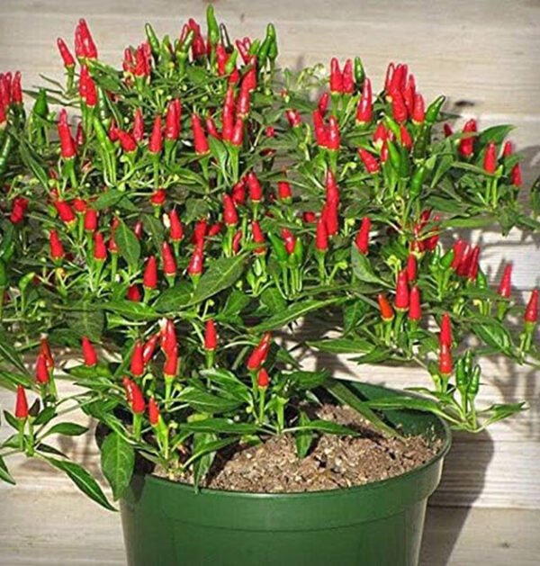 Chili
