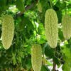 Momordica Charantia