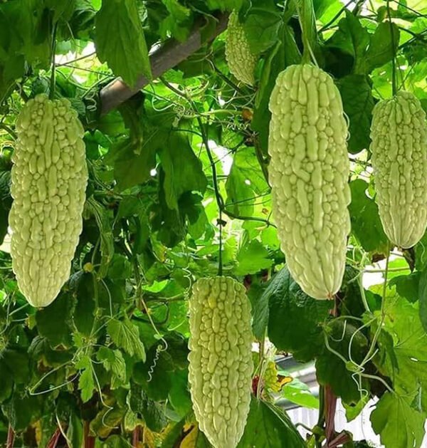 Momordica Charantia
