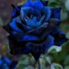 Blue Rose