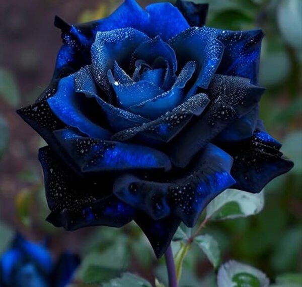 Blue Rose