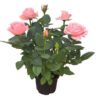 Pink Rose
