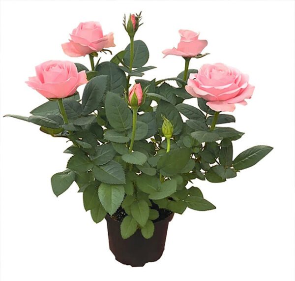 Pink Rose
