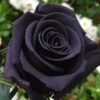 Black Rose