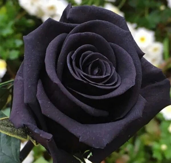 Black Rose