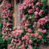 Climbing Mixed Color Rose