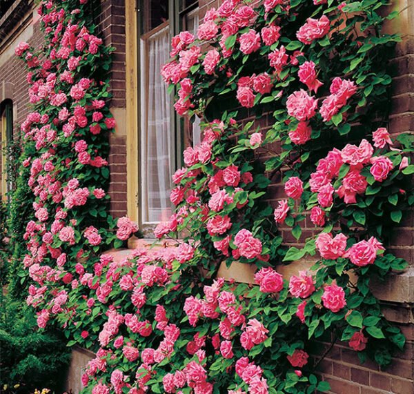 Climbing Mixed Color Rose