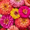 Zinnias