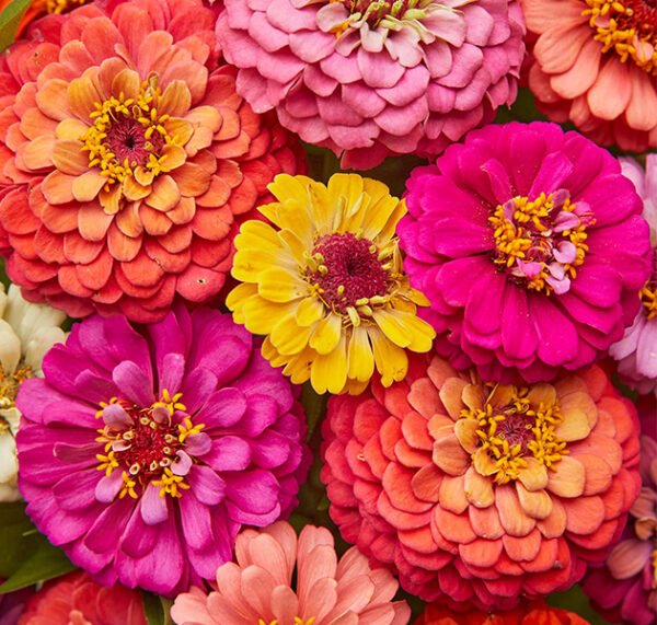 Zinnias
