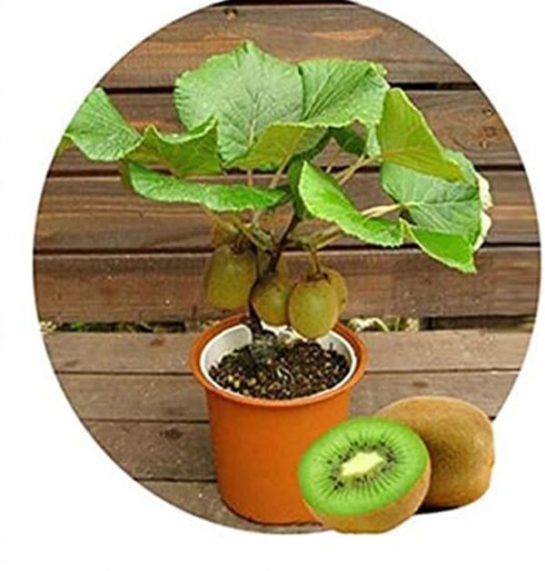 Kiwi