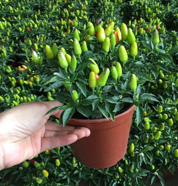 Chili