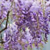 Wisteria