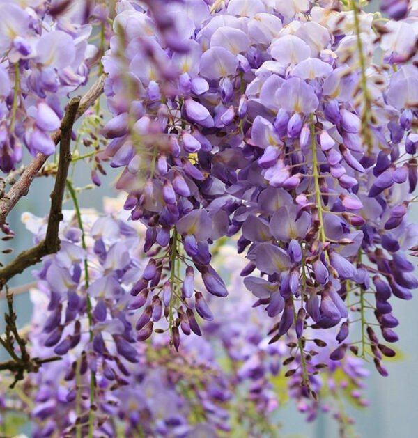 Wisteria