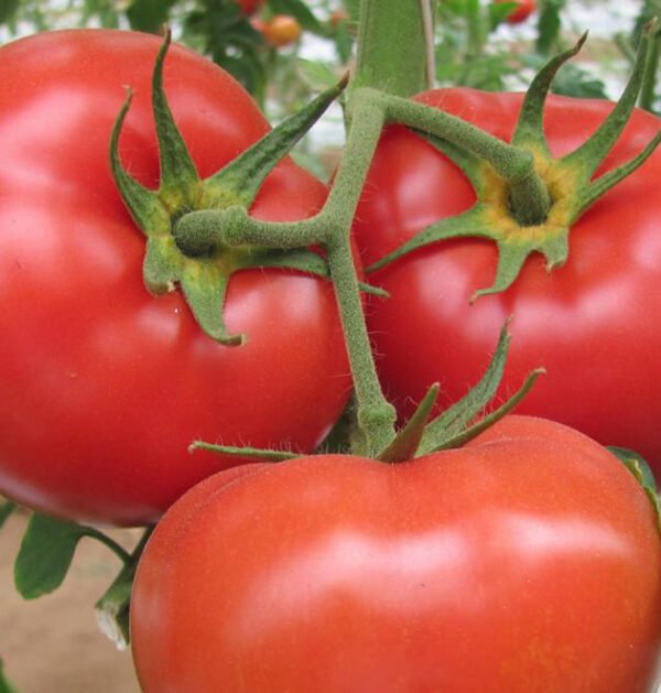Tomato