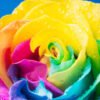 Multicolor Roses
