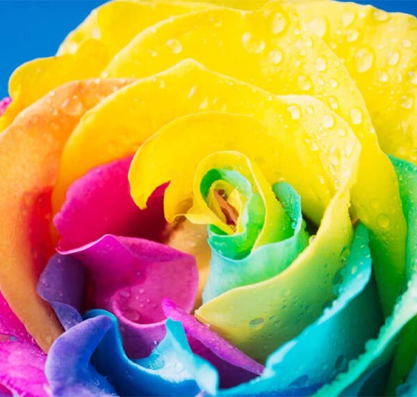 Multicolor Roses