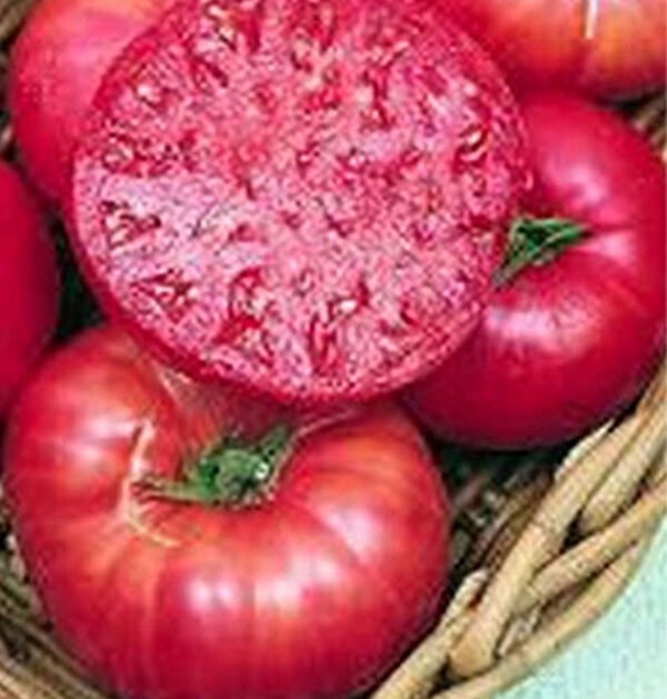 Tomato