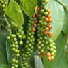 Black Pepper