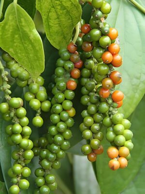 Black Pepper