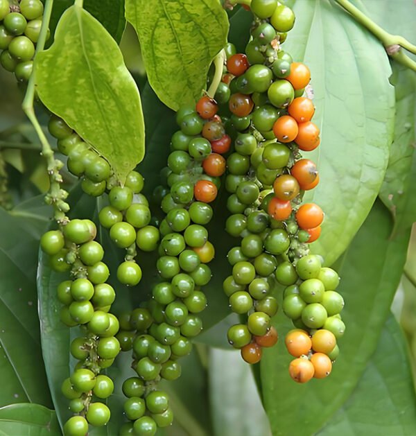 Black Pepper
