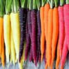 Carrot