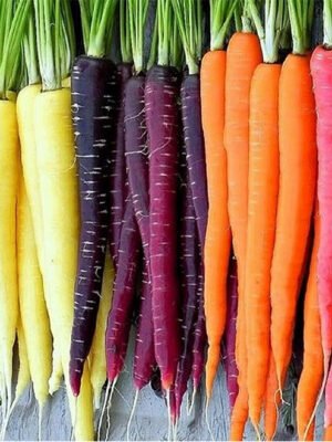 Carrot
