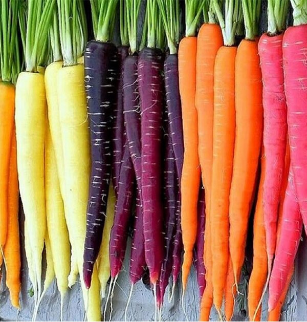 Carrot