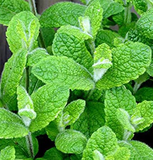Mint