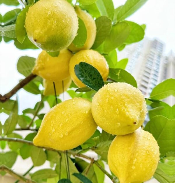 Lemon