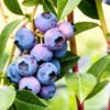 Blueberry