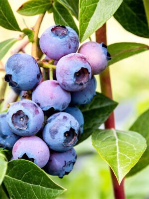 Blueberry