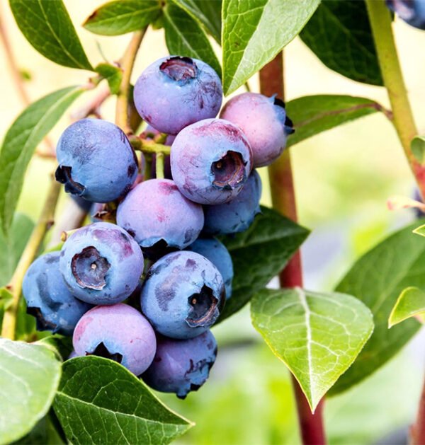 Blueberry