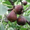 Fig