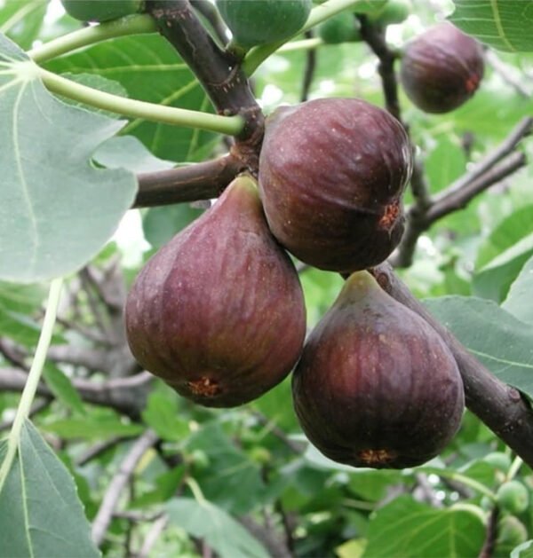 Fig