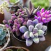 Succulent