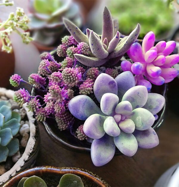 Succulent