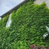 Ivy