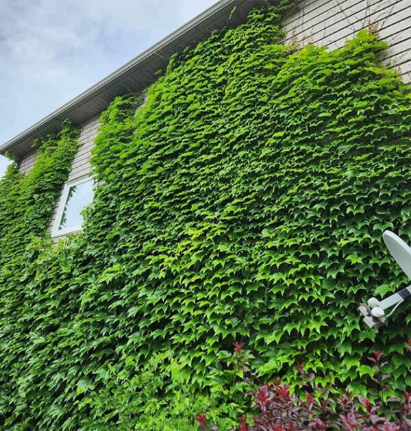 Ivy