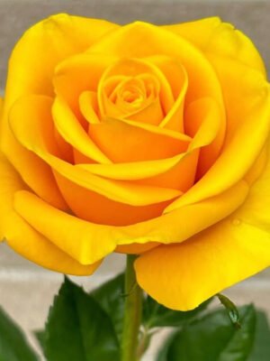 Yellow Rose