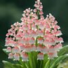 lily of the valley