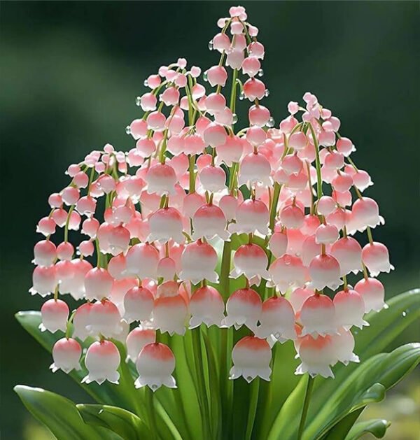 lily of the valley
