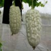 Momordica Charantia