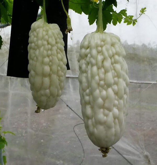 Momordica Charantia