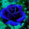 Blue Rose