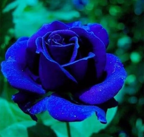 Blue Rose