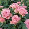 Pink Rose