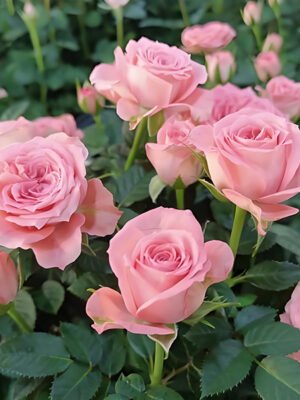 Pink Rose