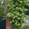 Climbing Mixed Color Rose