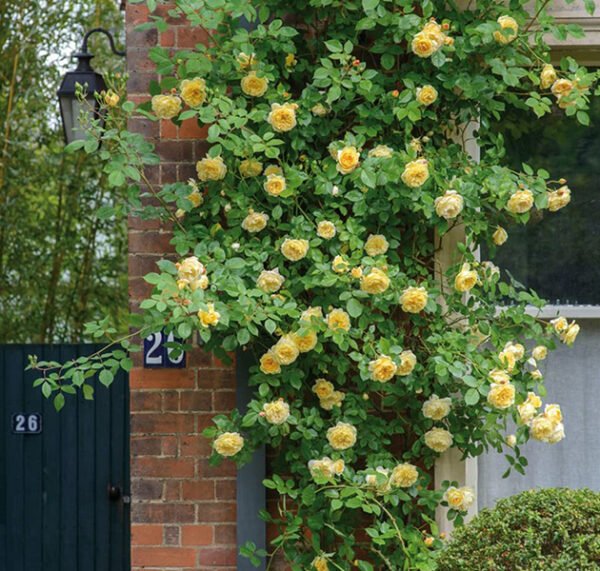 Climbing Mixed Color Rose